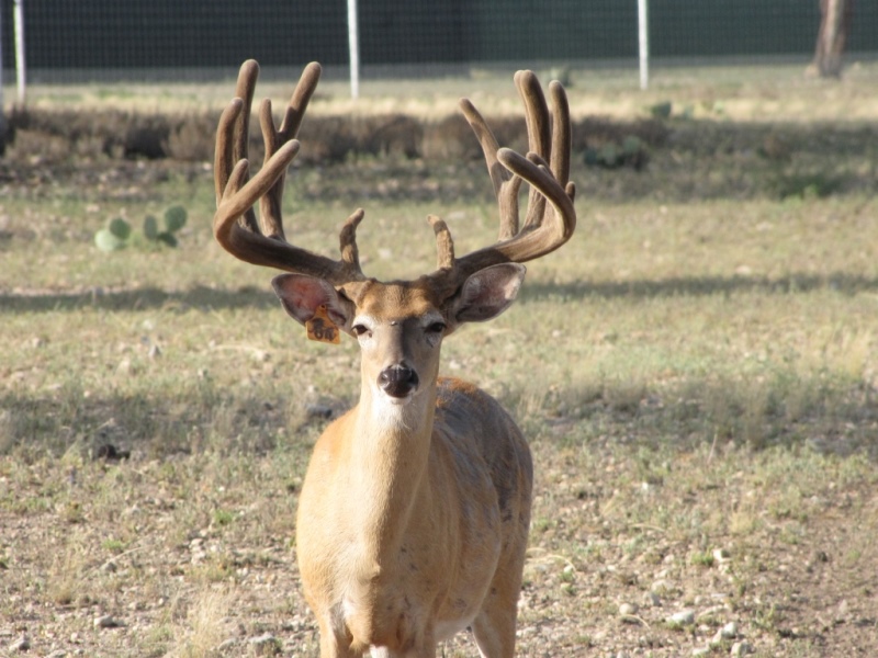 Escondido Breeder Buck 84 8-2013